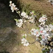 artoの画像