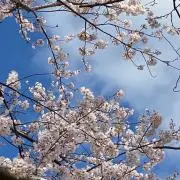 harikafuの画像
