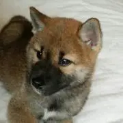 ミィ