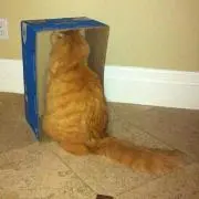 ころたんぬの画像