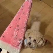 みぽりんの画像