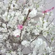 ミニオンズ☆の画像