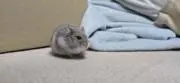 らむねの画像