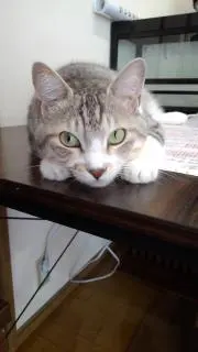 mikaniku