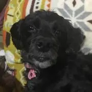 ユメ