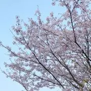 キョン