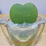 mama＊の画像