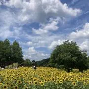 SUNの画像