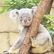 きこりんの画像