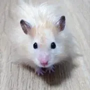 さっとの画像