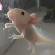 かんの画像
