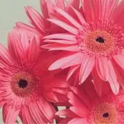 Daisyの画像