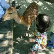 りかやん