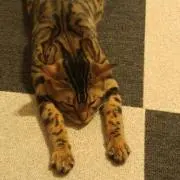 ネコまっしぐらの画像