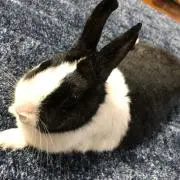 たけポン
