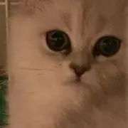 ミーの画像