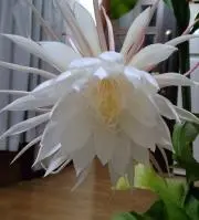 わらびの画像