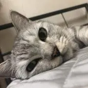 パンダの画像
