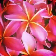 Aloha.hiの画像
