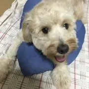 アオドン