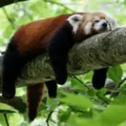 みかん