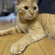 7ブチャラティ