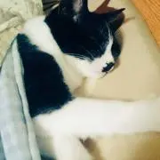 べじの画像