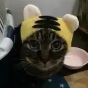 こむの画像