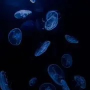ゆうの画像