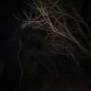 らん