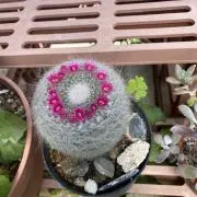さぼてんの画像