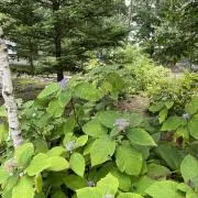Hakuの画像