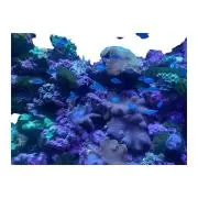 Momoの画像