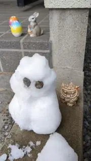 とろこの画像