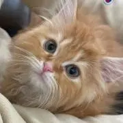 モカの画像