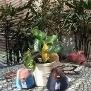 白月　プロフ確認お願いしますの画像