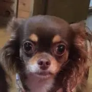 ぽろんの画像