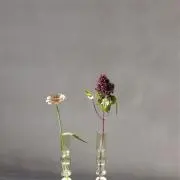 hanaの画像
