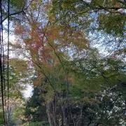 DAIの画像