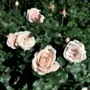 春の画像