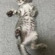 kei250409の画像