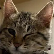 むぎの画像