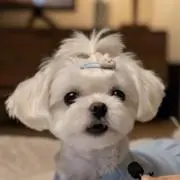 みんとの画像