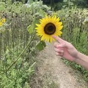 まるの画像