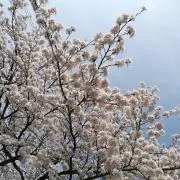 matemateの画像