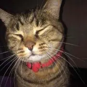 あやにょの画像
