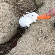 カニちゃんの画像