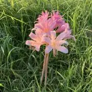 ROSE2の画像