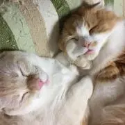 ピンキーの画像
