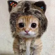猫じゃらしの画像